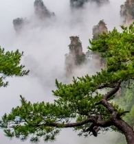 天子山索道核心景点：五指松